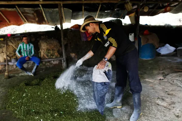 Bolivian Cocaine For Sale